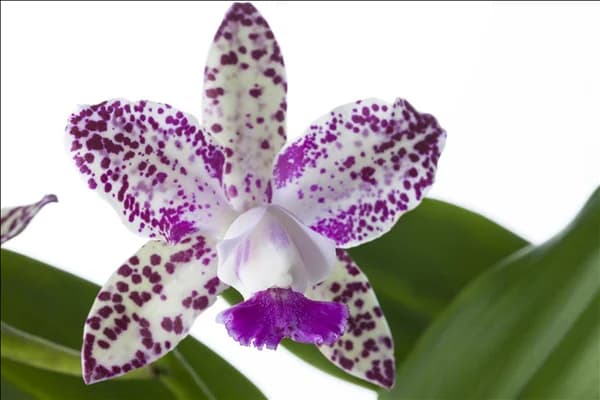 Cattleya (großblumig)