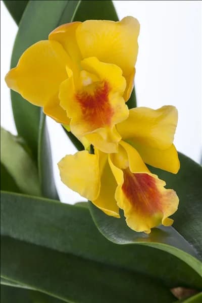 Cattleya (großblumig)