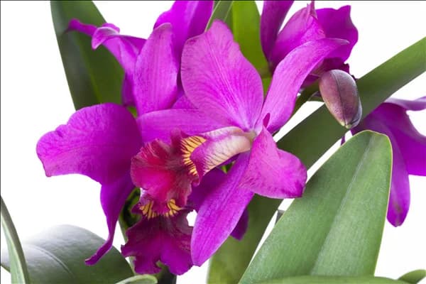 Cattleya (großblumig)