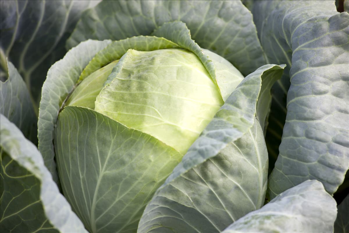 Brassica oleracea var. capitata