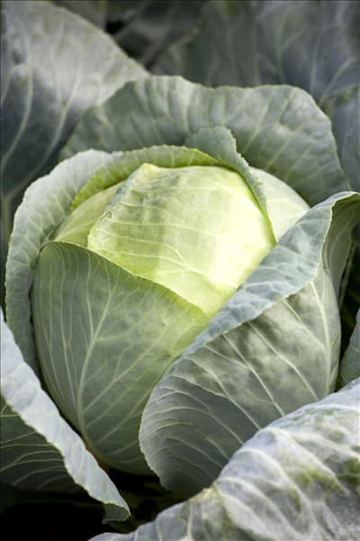 Brassica oleracea var. capitata f. alba