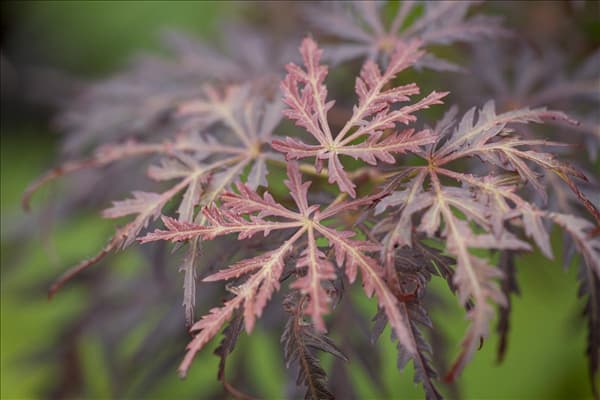 Acer palmatum 'Tamukeyama'