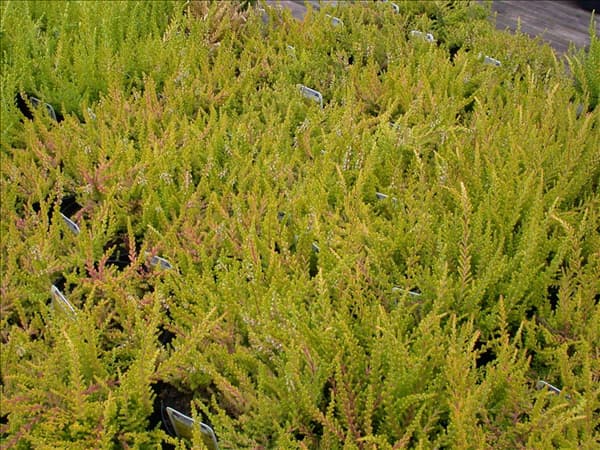 Calluna vulgaris 'Wickwar Flame'