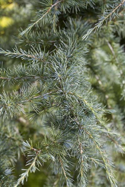 Cedrus deodara