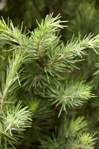 Cedrus deodara