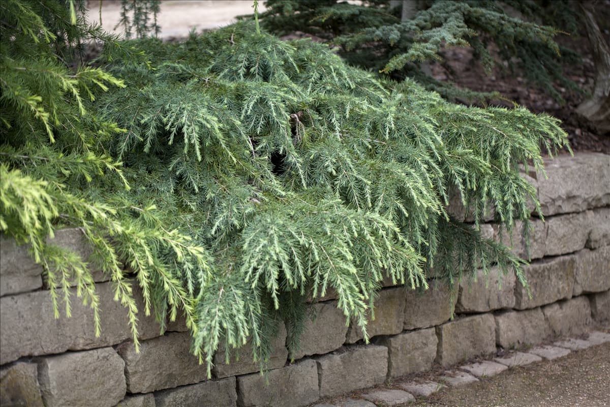 Cedrus deodara
