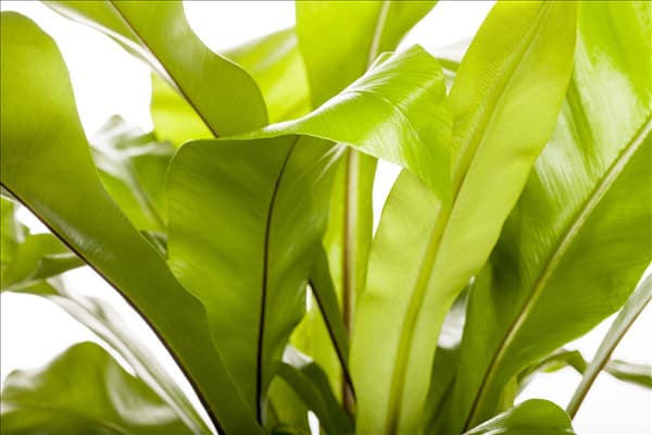 Asplenium nidus