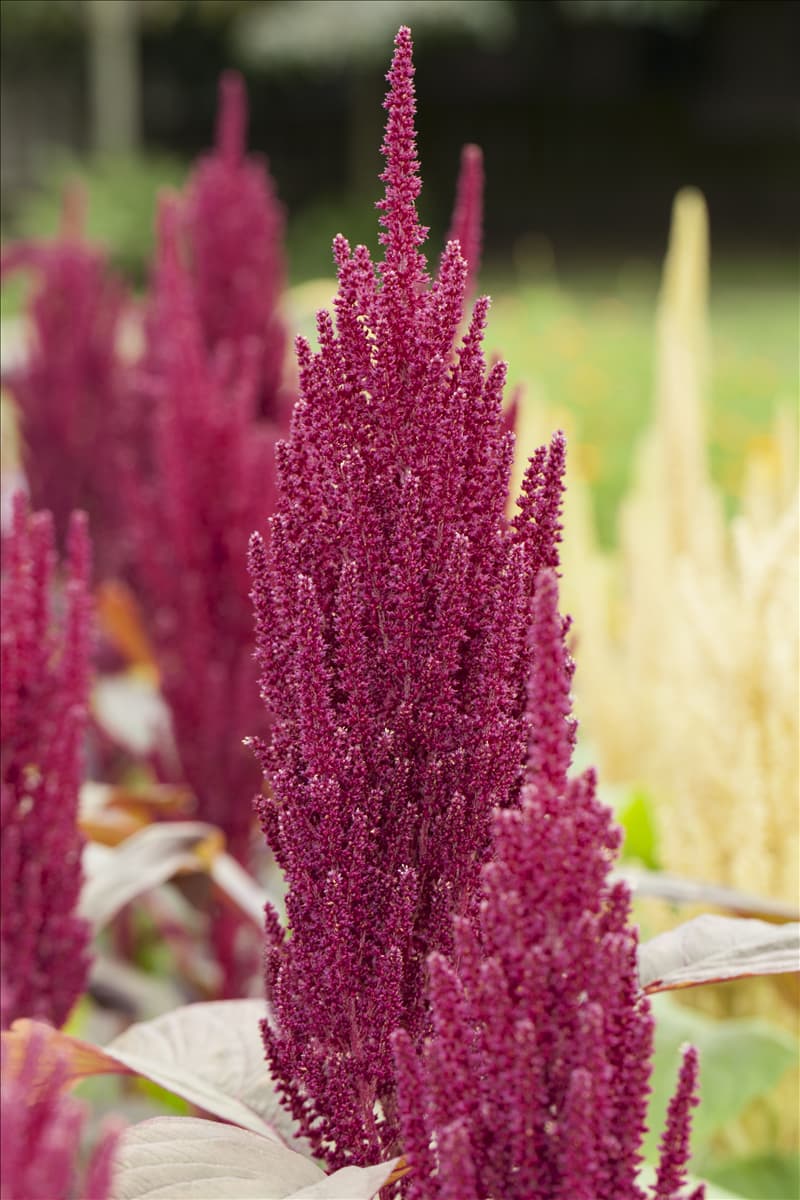 Amaranthus caudatus Garten-Fuchsschwanz