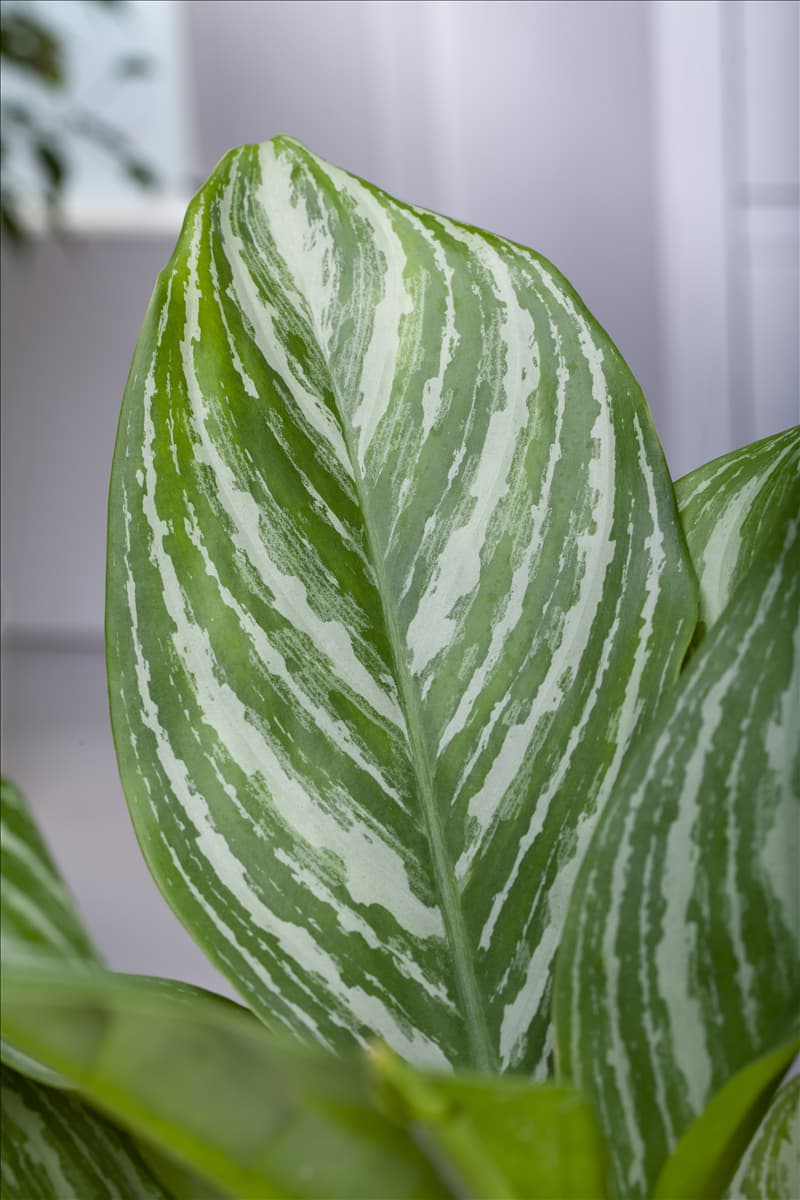 Aglaonema commutatum 'Stripes' Kolbenfaden 'Stripes'