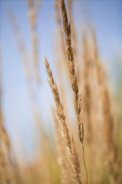 Calamagrostis x acutiflora 'Karl Foerster'