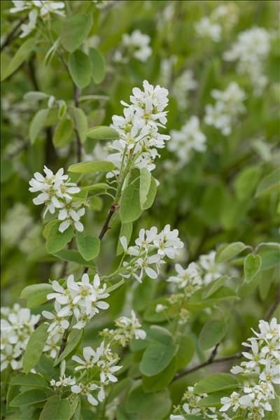 Amelanchier ovalis