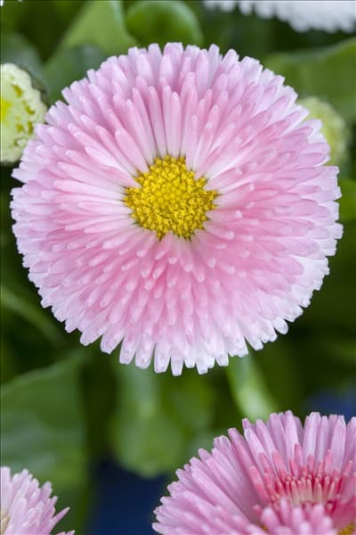 Bellis perennis