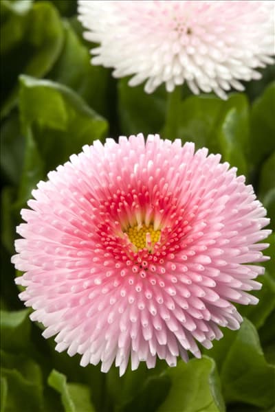 Bellis perennis