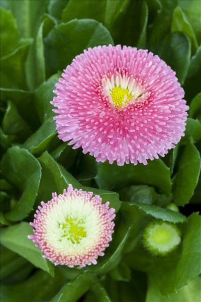 Bellis perennis