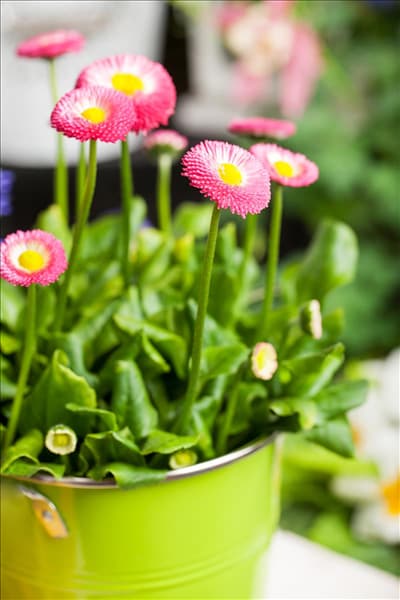 Bellis perennis