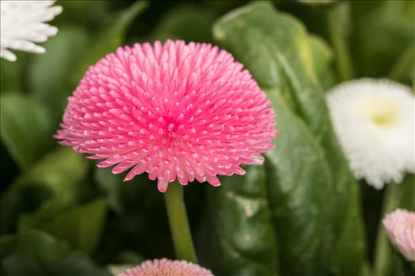 Bellis perennis, rosa