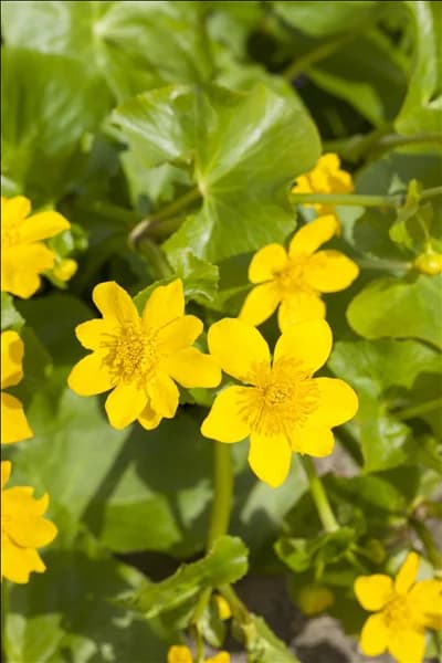 Caltha palustris