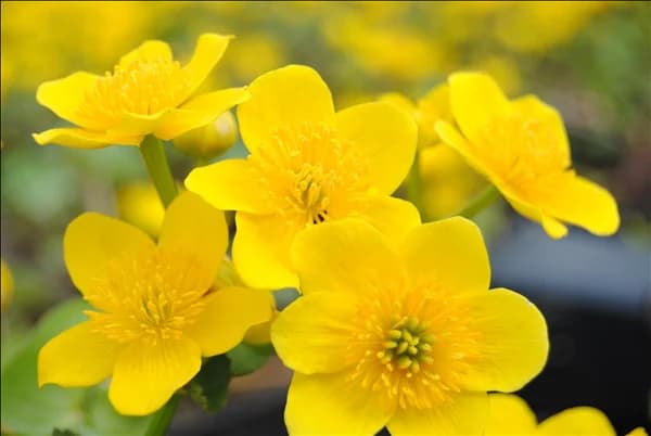 Caltha palustris