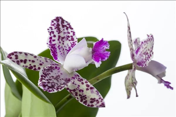 Cattleya (großblumig)