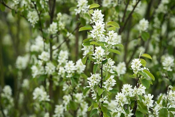 Amelanchier ovalis