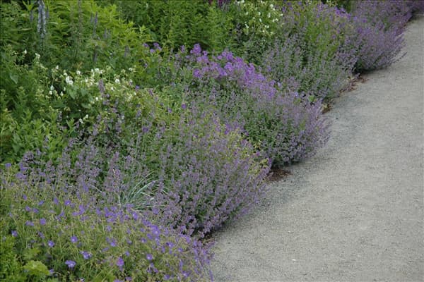 Calamintha nepeta