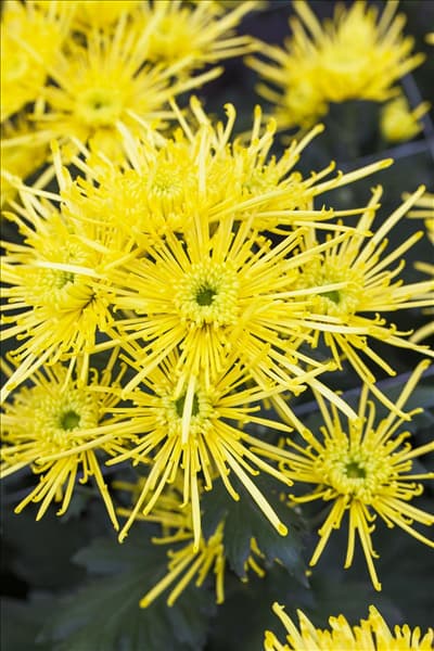 Chrysanthemum 'Asia-Cut Mums® Golden Spider'