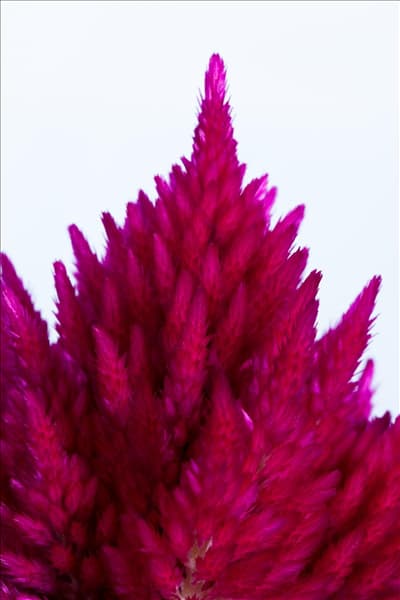 Celosia argentea var. plumosa