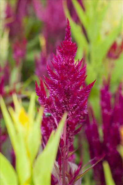 Celosia argentea var. plumosa
