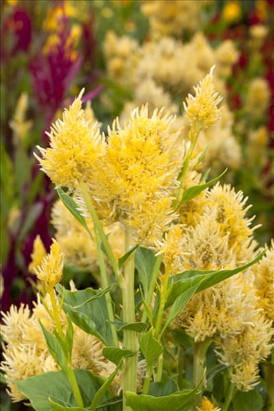 Celosia argentea var. plumosa