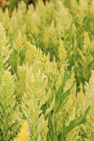 Celosia argentea var. plumosa