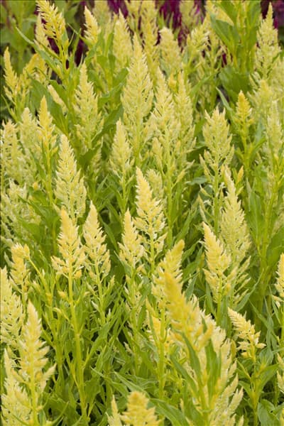 Celosia argentea var. plumosa