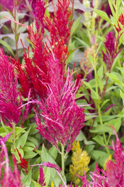 Celosia argentea var. plumosa