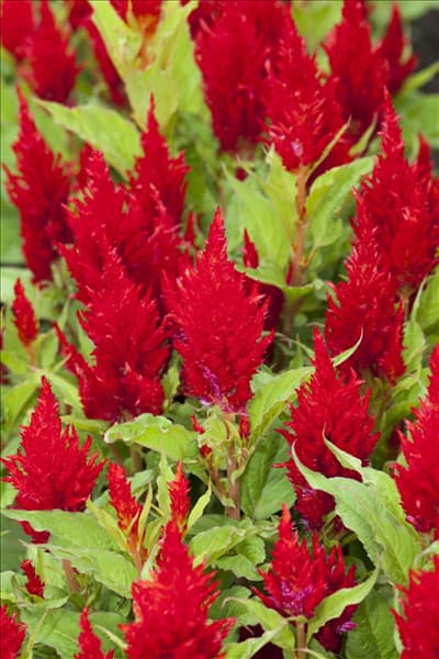 Celosia argentea var. plumosa