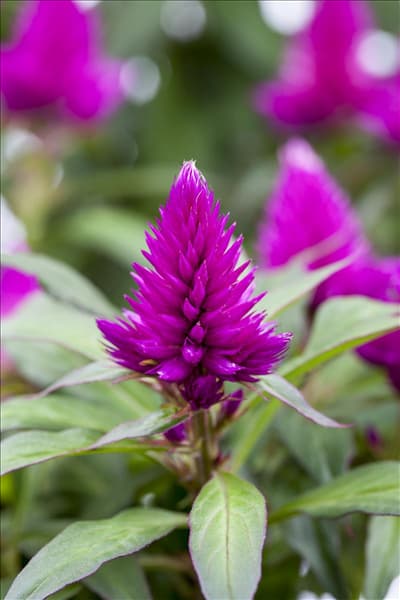 Celosia argentea var. plumosa