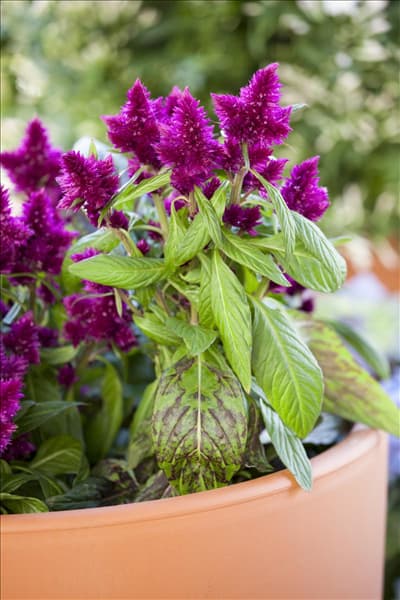 Celosia