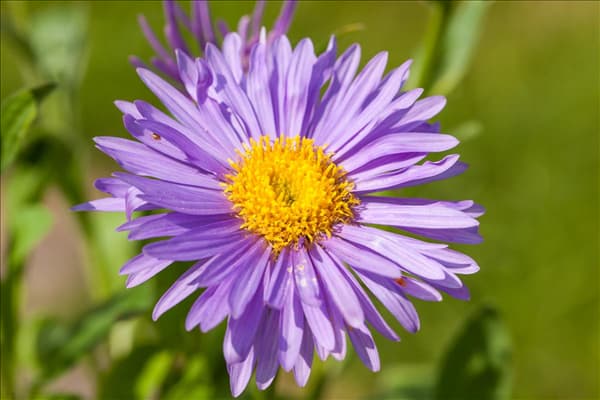 Aster alpinus 'Dunkle Schöne'