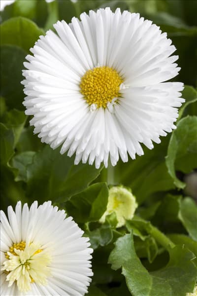 Bellis perennis, weiß