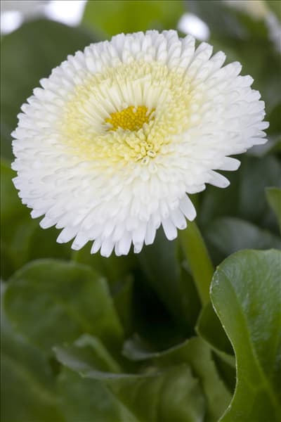 Bellis perennis