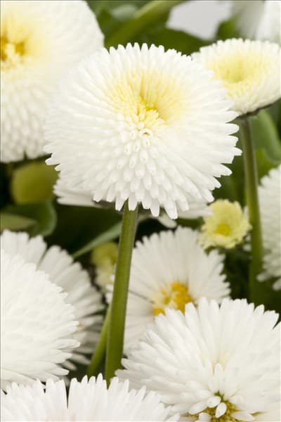 Bellis perennis, weiß