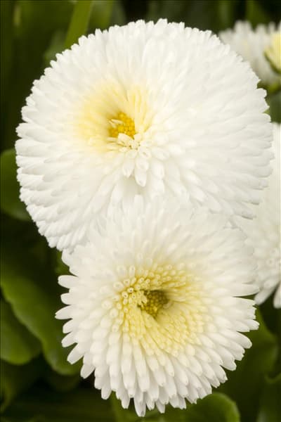 Bellis perennis, weiß