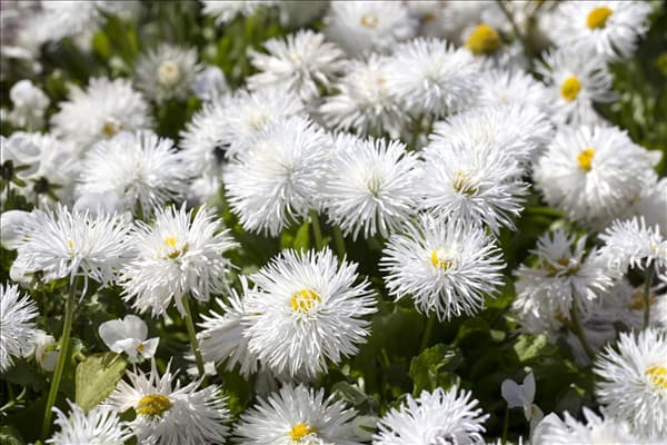 Bellis perennis