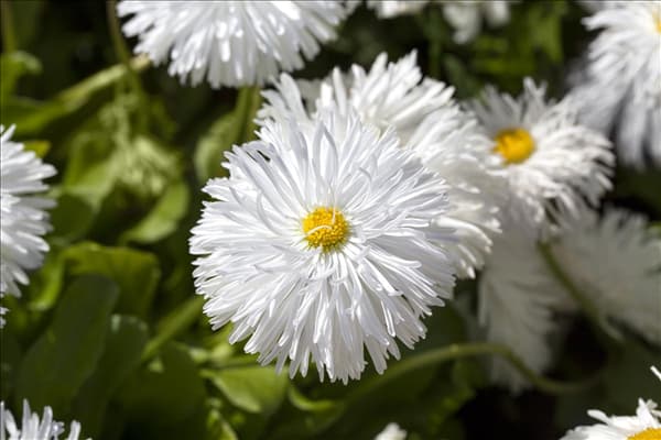 Bellis perennis