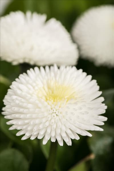 Bellis perennis, weiß