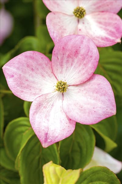 Cornus kousa 'Satomi'®