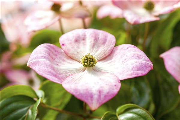 Cornus kousa 'Satomi'®