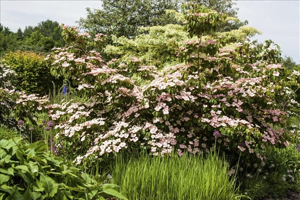 Cornus kousa 'Satomi'®