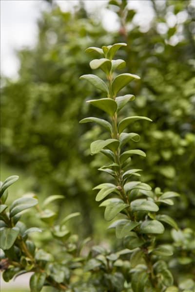 Cornus kousa 'Satomi'®