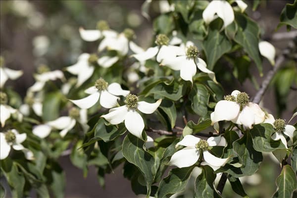 Cornus kousa 'Satomi'®