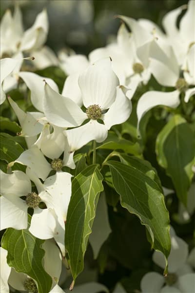 Cornus kousa 'Satomi'®
