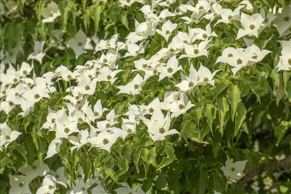 Cornus kousa 'Satomi'®